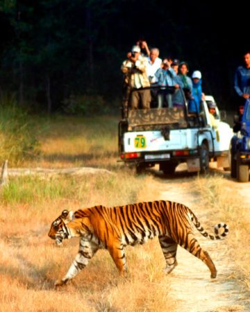Wildlife Tours